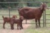 5+8X KALAHARI RED OOI/EWE (PAY PER ANIMAL TO TAKE ALL) - 6