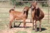 5+8X KALAHARI RED OOI/EWE (PAY PER ANIMAL TO TAKE ALL) - 7