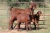 5+8X KALAHARI RED OOI/EWE (PAY PER ANIMAL TO TAKE ALL) - 8