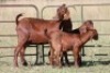 5+8X KALAHARI RED OOI/EWE (PAY PER ANIMAL TO TAKE ALL) - 9