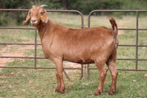 7X KALAHARI RED OOI/EWE (PAY PER ANIMAL TO TAKE ALL)