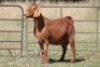 7X KALAHARI RED OOI/EWE (PAY PER ANIMAL TO TAKE ALL) - 2