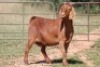 7X KALAHARI RED OOI/EWE (PAY PER ANIMAL TO TAKE ALL) - 3