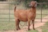 7X KALAHARI RED OOI/EWE (PAY PER ANIMAL TO TAKE ALL) - 4