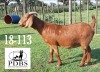 LOT 49 1X OOI/EWE Poen du Bruyn Boerbok Stoet STOET