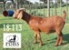 LOT 49 1X OOI/EWE Poen du Bruyn Boerbok Stoet STOET