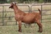 7X KALAHARI RED OOI/EWE (PAY PER ANIMAL TO TAKE ALL) - 5