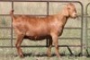 7X KALAHARI RED OOI/EWE (PAY PER ANIMAL TO TAKE ALL) - 6