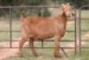 7X KALAHARI RED OOI/EWE (PAY PER ANIMAL TO TAKE ALL) - 7
