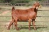7X KALAHARI RED OOI/EWE (PAY PER ANIMAL TO TAKE ALL) - 8