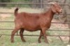 7X KALAHARI RED OOI/EWE (PAY PER ANIMAL TO TAKE ALL) - 9