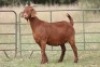 7X KALAHARI RED OOI/EWE (PAY PER ANIMAL TO TAKE ALL) - 10