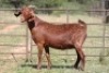 7X KALAHARI RED OOI/EWE (PAY PER ANIMAL TO TAKE ALL) - 11