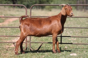 7X KALAHARI RED OOI/EWE (PAY PER ANIMAL TO TAKE ALL)