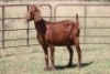 7X KALAHARI RED OOI/EWE (PAY PER ANIMAL TO TAKE ALL) - 2