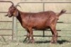 7X KALAHARI RED OOI/EWE (PAY PER ANIMAL TO TAKE ALL) - 3