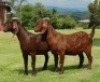 LOT 53 1X OOI/EWE Armaleo Boerdery KUDDE - 2