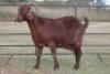 7X KALAHARI RED OOI/EWE (PAY PER ANIMAL TO TAKE ALL) - 4