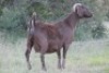 7X KALAHARI RED OOI/EWE (PAY PER ANIMAL TO TAKE ALL) - 5