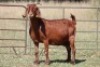 7X KALAHARI RED OOI/EWE (PAY PER ANIMAL TO TAKE ALL) - 6