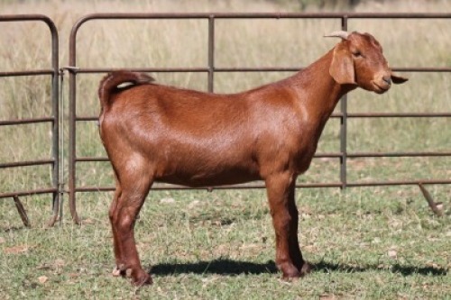 5X KALAHARI RED OOI/EWE (PAY PER ANIMAL TO TAKE ALL)