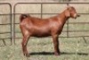 5X KALAHARI RED OOI/EWE (PAY PER ANIMAL TO TAKE ALL)
