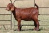 5X KALAHARI RED OOI/EWE (PAY PER ANIMAL TO TAKE ALL) - 2
