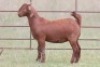 5X KALAHARI RED OOI/EWE (PAY PER ANIMAL TO TAKE ALL) - 3