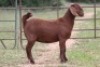 5X KALAHARI RED OOI/EWE (PAY PER ANIMAL TO TAKE ALL) - 4