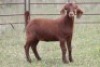 5X KALAHARI RED OOI/EWE (PAY PER ANIMAL TO TAKE ALL) - 5