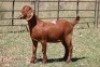 5X KALAHARI RED OOI/EWE (PAY PER ANIMAL TO TAKE ALL) - 6