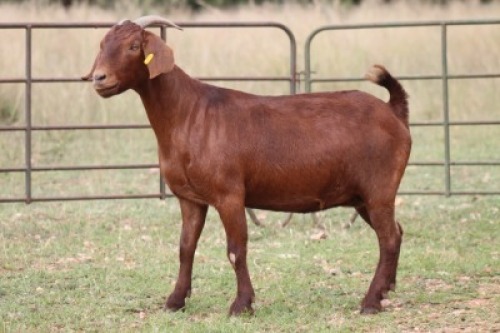 5X KALAHARI RED OOI/EWE (PAY PER ANIMAL TO TAKE ALL)