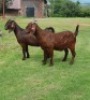 LOT 53 1X OOI/EWE Armaleo Boerdery KUDDE - 3