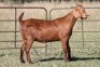 5X KALAHARI RED OOI/EWE (PAY PER ANIMAL TO TAKE ALL) - 2
