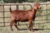 5X KALAHARI RED OOI/EWE (PAY PER ANIMAL TO TAKE ALL) - 3
