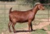 5X KALAHARI RED OOI/EWE (PAY PER ANIMAL TO TAKE ALL) - 4