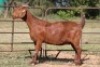 5X KALAHARI RED OOI/EWE (PAY PER ANIMAL TO TAKE ALL) - 5
