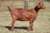 5X KALAHARI RED OOI/EWE (PAY PER ANIMAL TO TAKE ALL) - 6