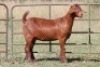 5X KALAHARI RED OOI/EWE (PAY PER ANIMAL TO TAKE ALL) - 7