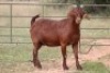 5X KALAHARI RED OOI/EWE (PAY PER ANIMAL TO TAKE ALL) - 8