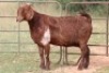 4X KALAHARI RED OOI/EWE (PAY PER ANIMAL TO TAKE ALL) - 4