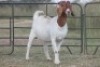5X BOERBOK OOI/EWE (PAY PER ANIMAL TO TAKE ALL) - 5