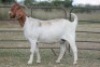 5X BOERBOK OOI/EWE (PAY PER ANIMAL TO TAKE ALL) - 6
