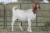 5X BOERBOK OOI/EWE (PAY PER ANIMAL TO TAKE ALL) - 7
