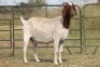 7X BOERBOK OOI/EWE (PAY PER ANIMAL TO TAKE ALL) - 2