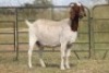 7X BOERBOK OOI/EWE (PAY PER ANIMAL TO TAKE ALL) - 3