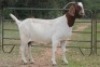 7X BOERBOK OOI/EWE (PAY PER ANIMAL TO TAKE ALL) - 4