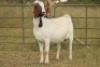 7X BOERBOK OOI/EWE (PAY PER ANIMAL TO TAKE ALL) - 5