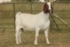 7X BOERBOK OOI/EWE (PAY PER ANIMAL TO TAKE ALL) - 6