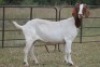 7X BOERBOK OOI/EWE (PAY PER ANIMAL TO TAKE ALL) - 7